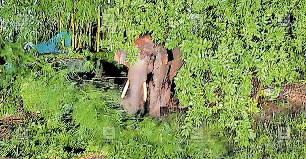 wild-elephant-kunnambatta.jpg