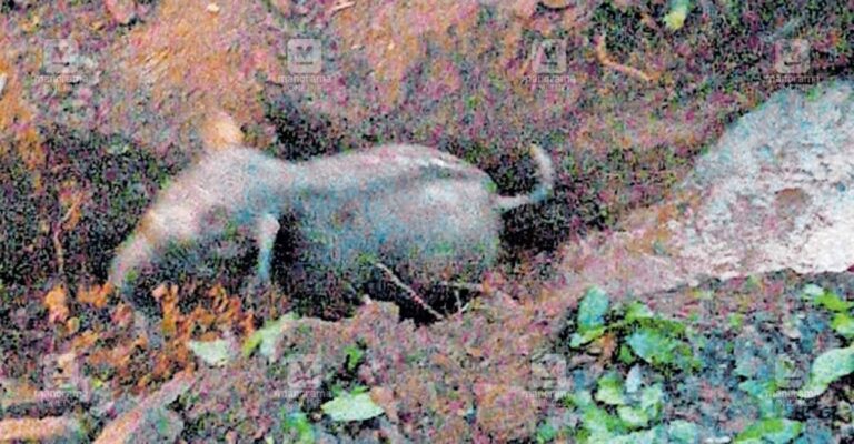 wild-elephant-rescue.jpg