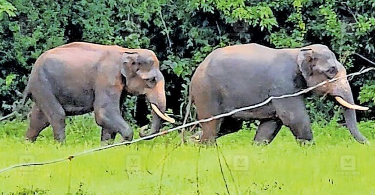 wild-elephant1.jpg