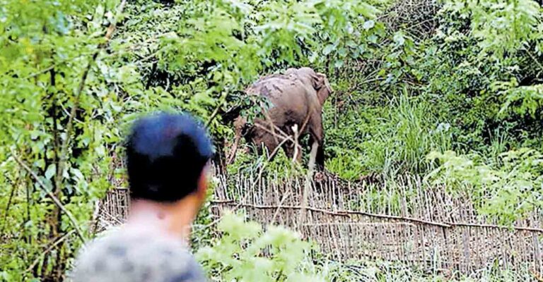 1755139782_wild-elephant.jpg