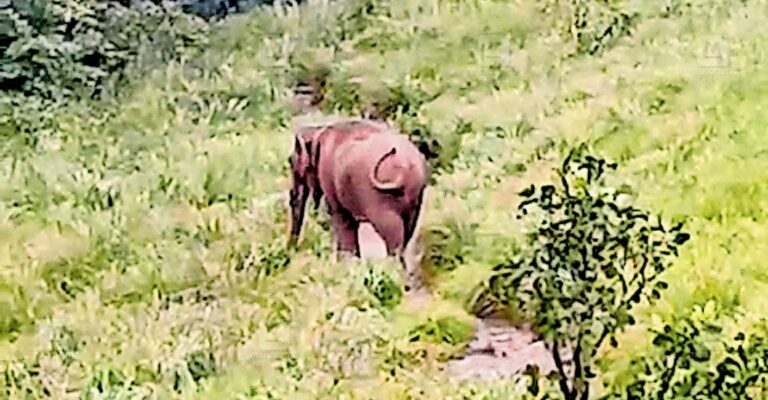 1755208458_wild-elephant.jpg