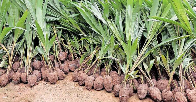 Coconut-seedlings.jpg