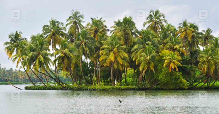 Coconut-tree-local.jpg