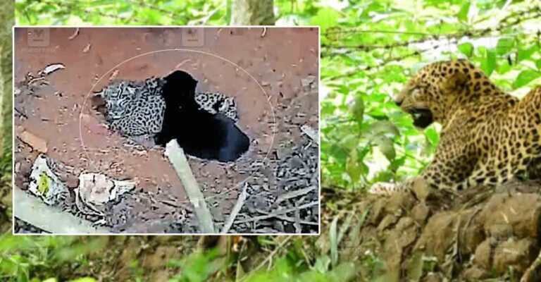 Leopard-baby.jpg