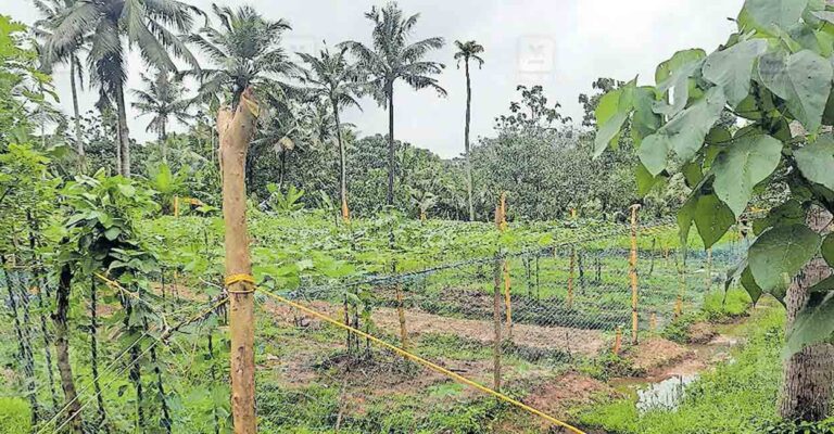 Pandal-farming.jpg