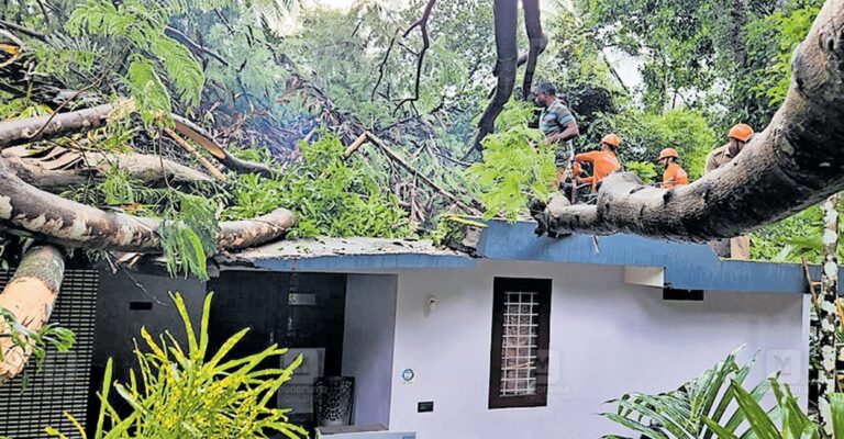 Pantheerankavu-tree-fall.jpg