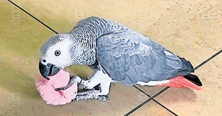 african-parrot-amigo.jpg