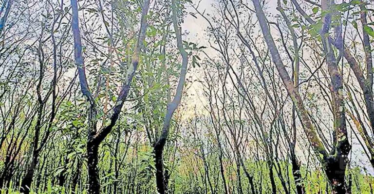 agricultural-loss-rain-kozhikode.jpg