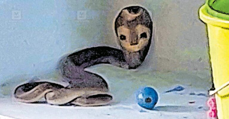 alangad-snake.jpg