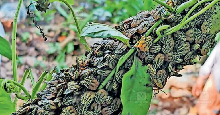 aroli-insect-infestation-1.jpg