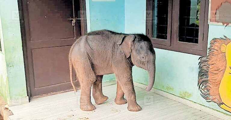 baby-elephant-footware-m.jpg