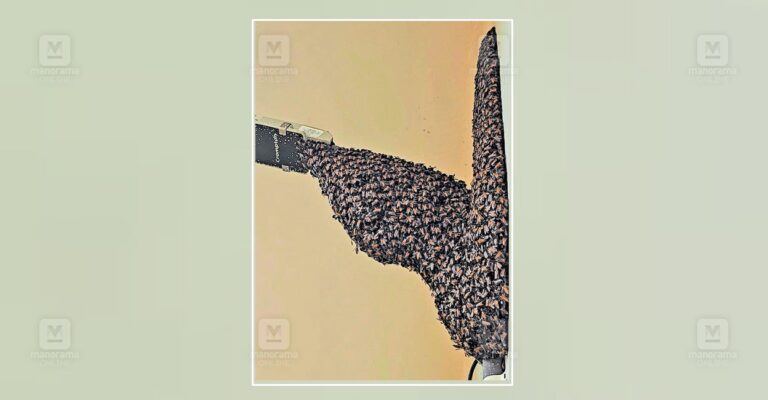 beehive-panamaram-1.jpg
