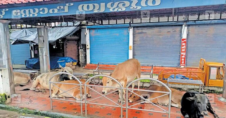 bus-stop-cow.jpg