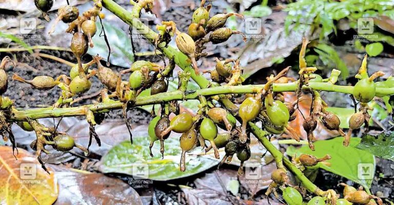 cardamom-phytofthora-fungus.jpg