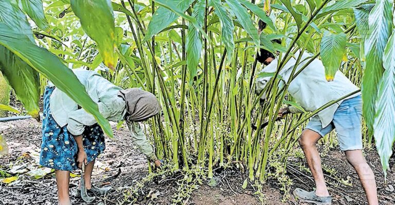 cardamom-theft-plantations.jpg