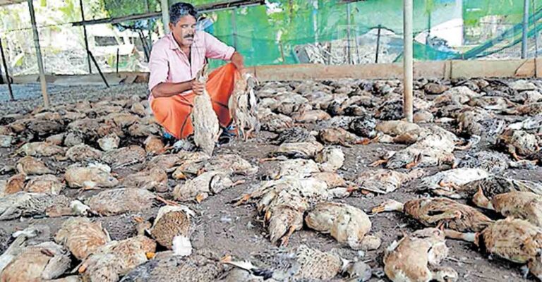 chennithala-stray-dog-attack.jpg
