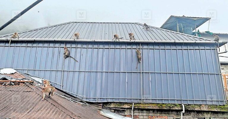 chithirapuram-monkeys.jpg