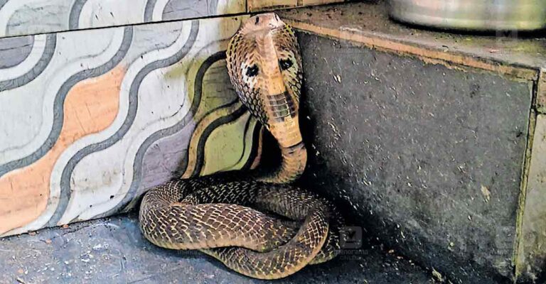 cobra-snake.jpg