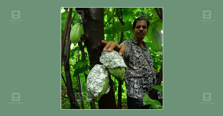 coco-farming.jpg