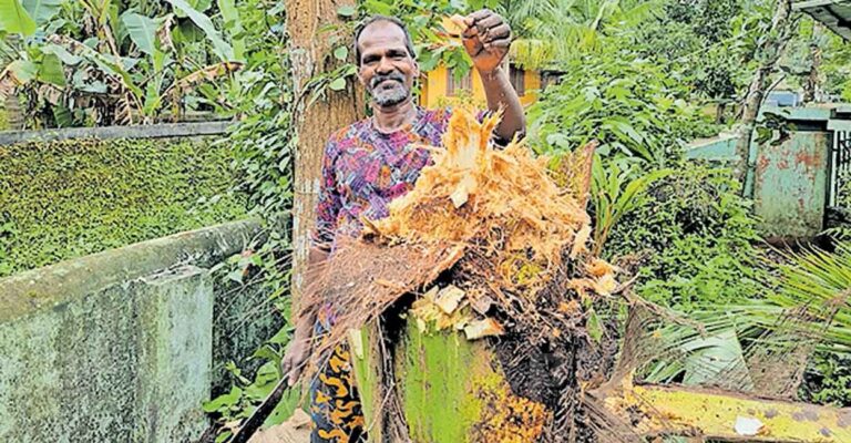 coconut-disease.jpg