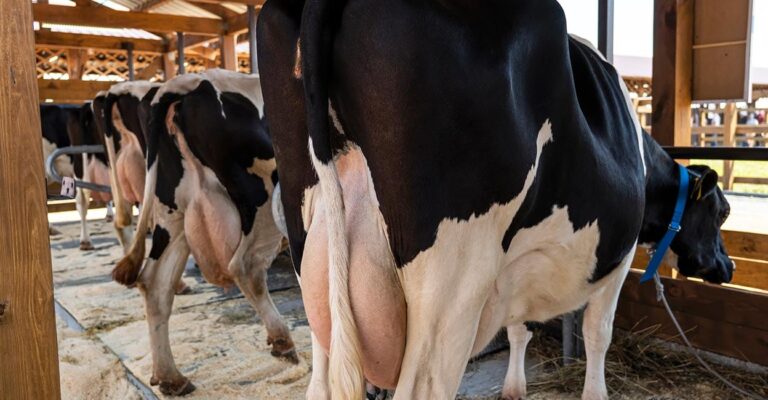 cow-farming.jpg