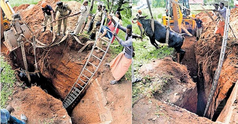 cow-rescue-thrissur.jpg