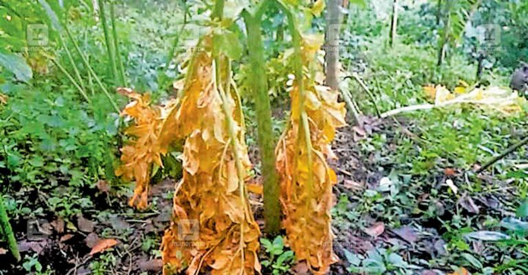 crop-virus.jpg