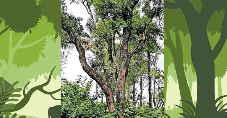 dangerous-tree-santhanpara.jpg
