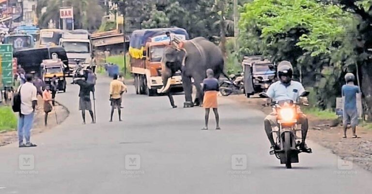 elephant.jpg