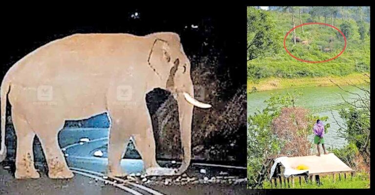 elephant-attack-chinnakanal.jpg