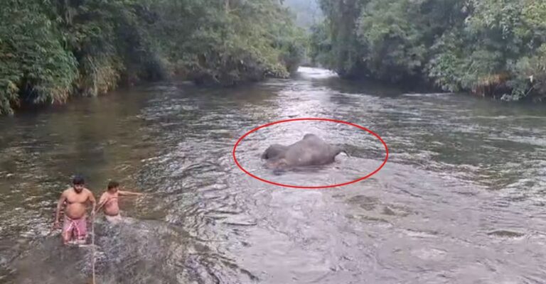 elephant-body.jpg