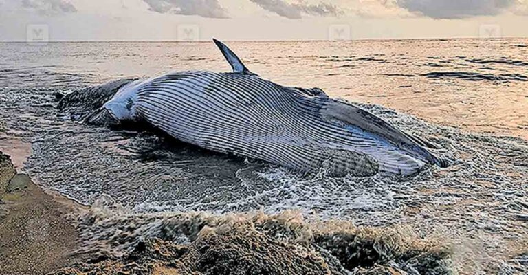 ernakulam-fish.jpg