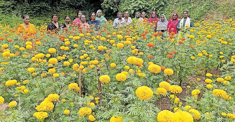 flower-harvest.jpg