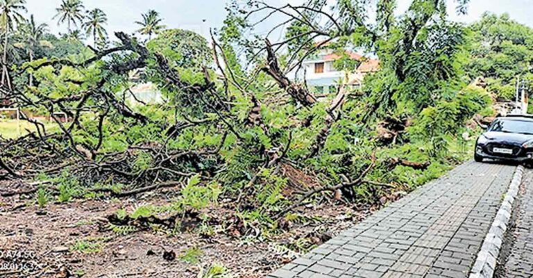 fort-kochi-tree-issue.jpg