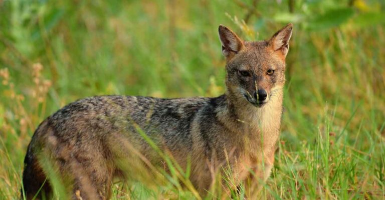 golden-jackal.jpg