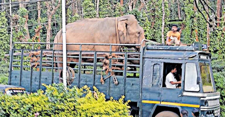 gudaloor-elephant.jpg