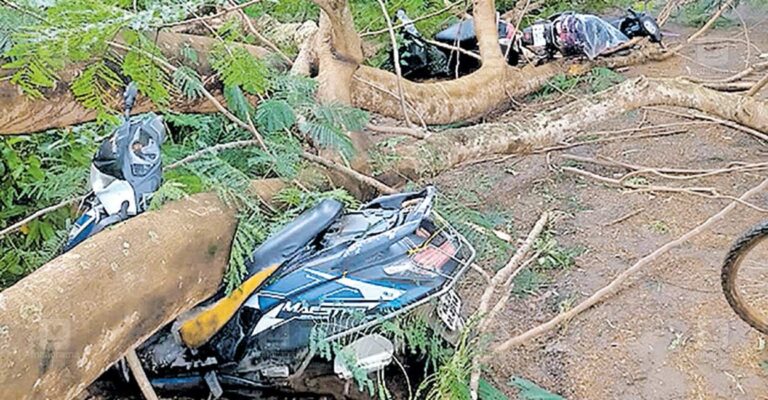 haripad-railway-station-tree-issue.jpg