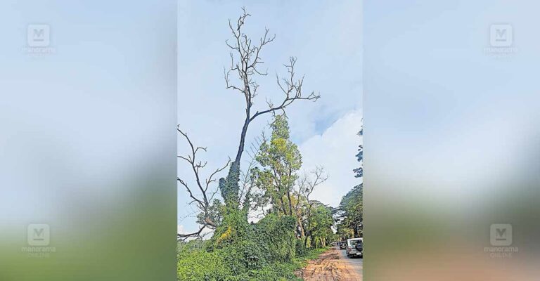 hazardous-trees-panamaram-highway.jpg