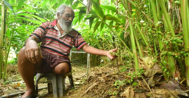 idukki-farmer2.jpg