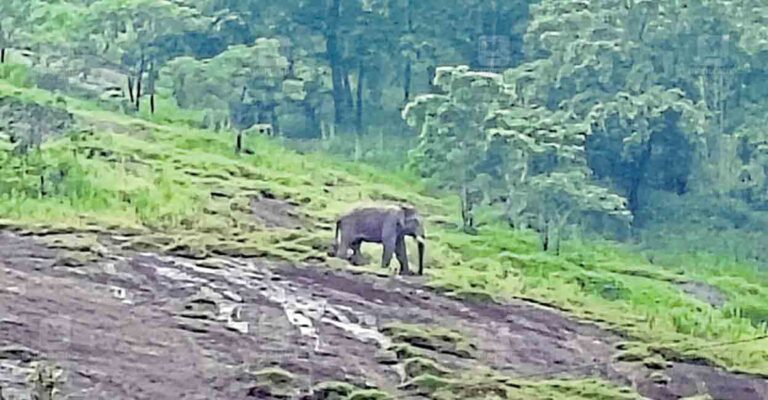 idukki-mullaringad-elephant.jpg