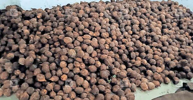 kannur-cherupuzha-coconut.jpg