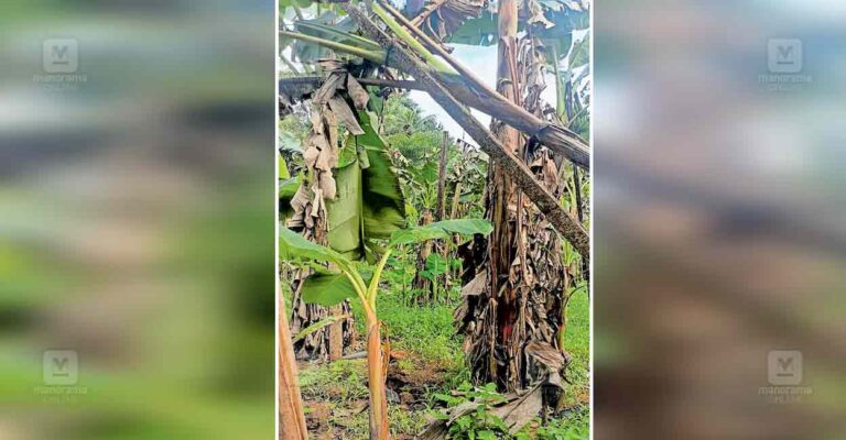 kapunthala-theft-banana-.jpg