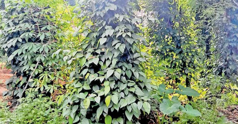 kasargod-vellarikkund-peper-crops.jpg