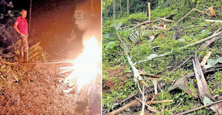 kasargod-wild-elephant-threat.jpg