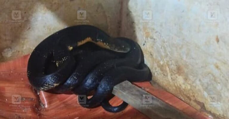 king-cobra.jpg