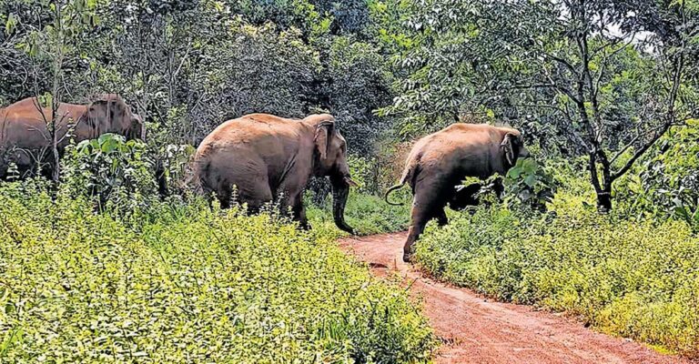 kothamangalam-wild-elephant.jpg