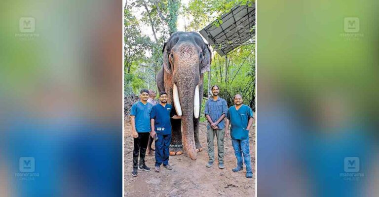 kottayam-elephant.jpg