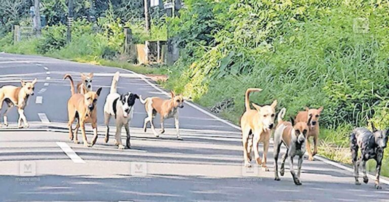 ksargod-thrikaripur-stray-dog-issue.jpg