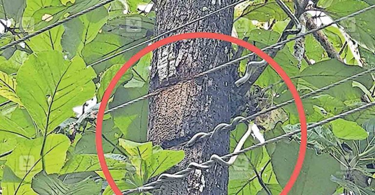 ksrb-line-teak-tree.jpg