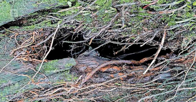ktm-kuruppumthara-tree-root-decaying.jpg